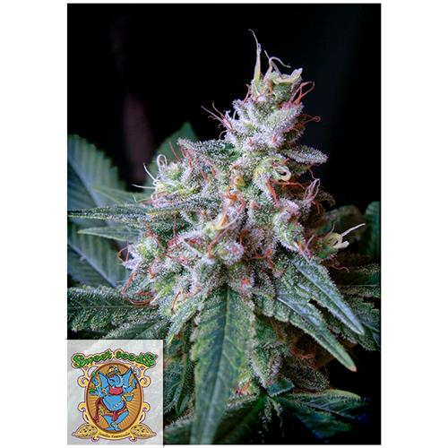 SWEET SEEDS - CREAM CARAMEL FEM - 3+1 SEMI