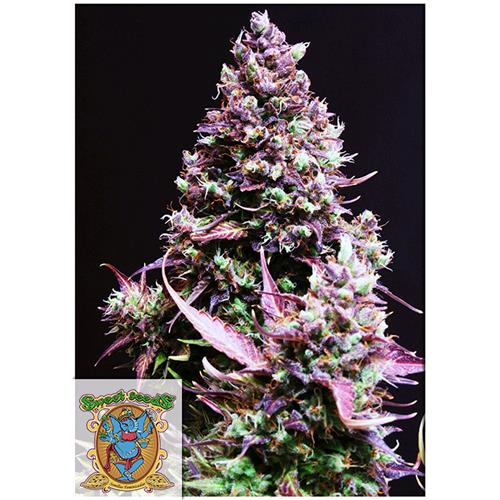 SWEET SEEDS - CREAM CARAMEL AUTO - BULK 500 SEMI