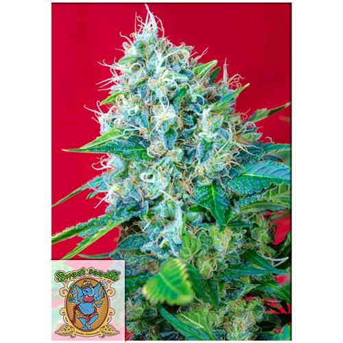 SWEET SEEDS - GREEN POISON FEM - BULK 500 SEMI