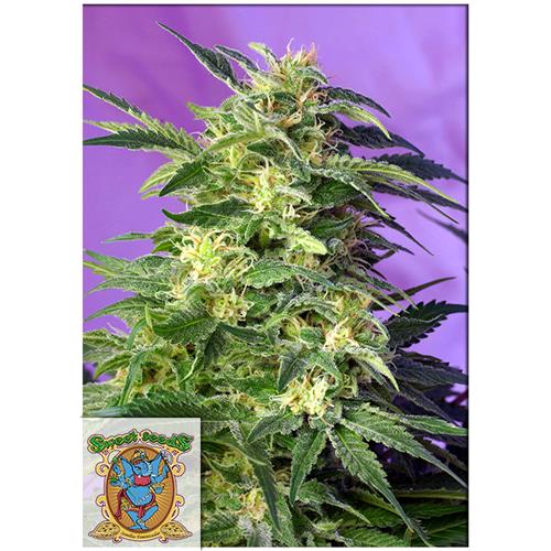 SWEET SEEDS - KILLER KUSH AUTO - BULK 100 SEMI