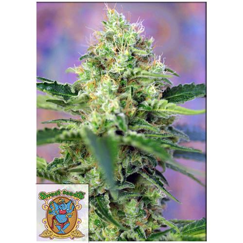 SWEET SEEDS - CRYSTAL CANDY FEM - 3+1 SEMI