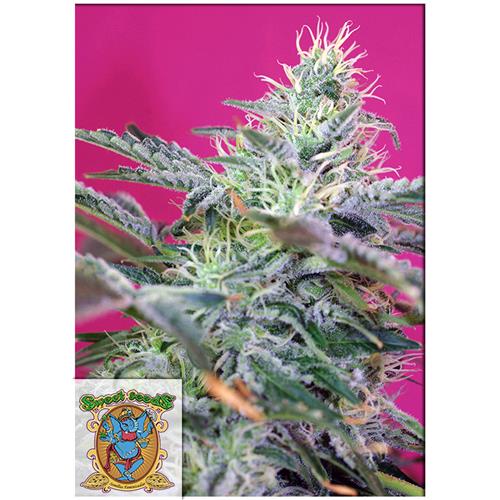 SWEET SEEDS - SWEET CHEESE AUTO - 5+2 SEMI