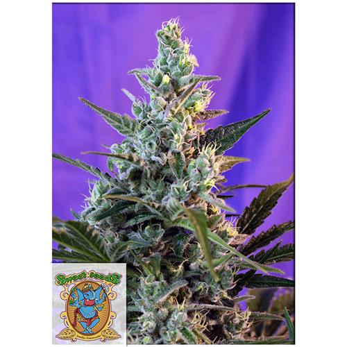 SWEET SEEDS - SWEET SKUNK AUTO - 5+2 SEMI