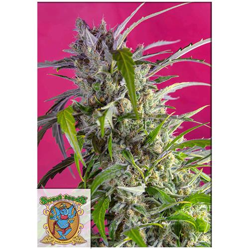 FINO A ESAURIMENTO SCORTE SWEET SEEDS - CRYSTAL CANDY AUTO - BULK 100 SEMI