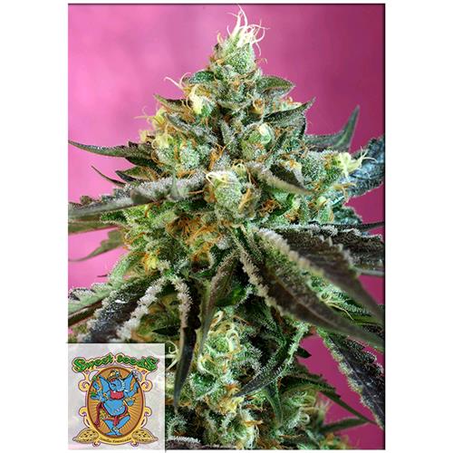 FINO A ESAURIMENTO SCORTE SWEET SEEDS - SWEET NURSE AUTO CBD - 3+1 SEMI