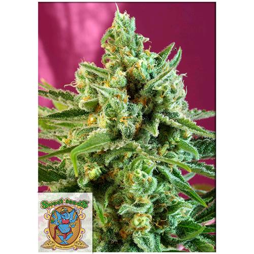 FUORI PRODUZIONE SWEET SEEDS - SAD SWEET AFGANI DELICIOUS CBD - 5+2 SEMI