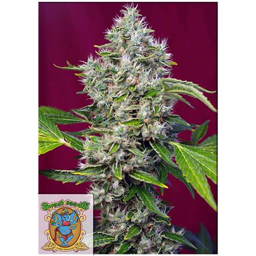 SWEET SEEDS - SAN FERNANDO LEMON KUSH FEM - BULK 500 SEMI