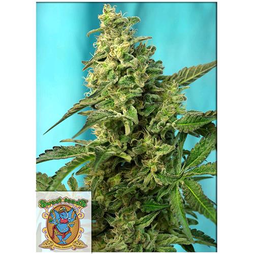 SWEET SEEDS - GREEN POISON FEM - F1  FAST VERSION - BULK 100 SEMI