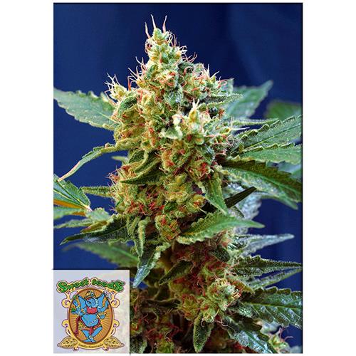 SWEET SEEDS - CREAM MANDARINE XL AUTO - 5+2 SEMI