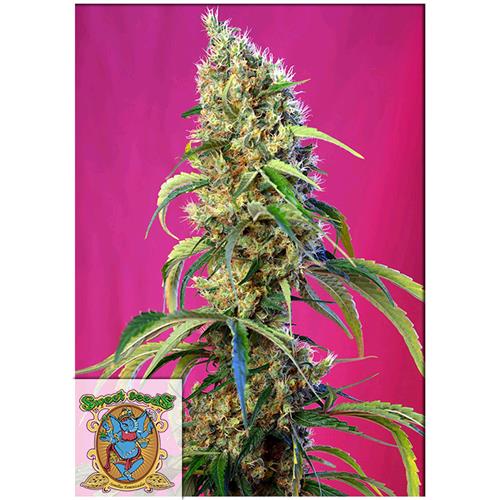 FINO A ESAURIMENTO SCORTE SWEET SEEDS - BLACK JACK CBD - 3+1 SEMI