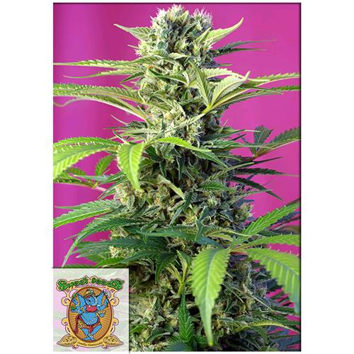 FINO A ESAURIMENTO SCORTE SWEET SEEDS - CHEM BEYOND DIESEL CBD - 5+2 SEMI