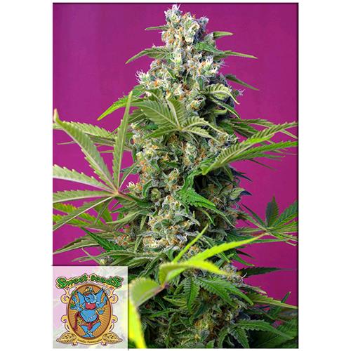 SWEET SEEDS - GORILLA GIRL FEM - 5+2 SEMI