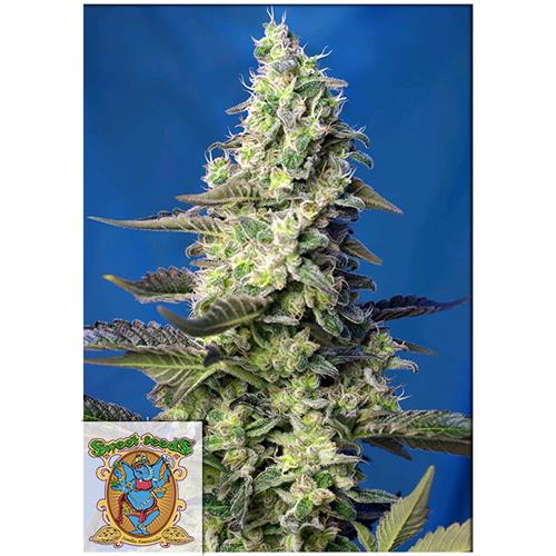 SWEET SEEDS - GREEN POISON XL AUTO - 5+2 SEMI