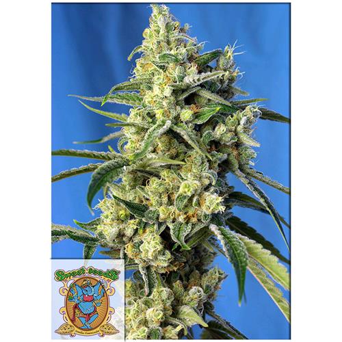 SWEET SEEDS - SWEET AMNESIA HAZE FEM - 3+1 SEMI