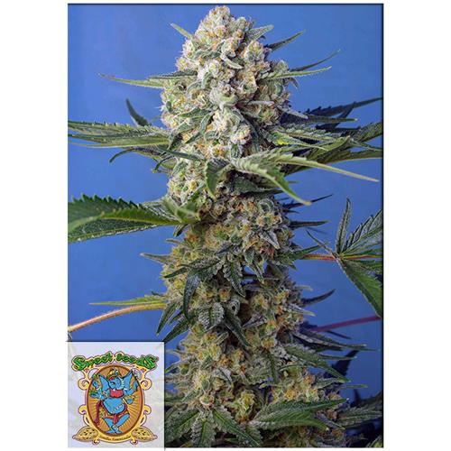 SWEET SEEDS - CRYSTAL CANDY FEM - F1 FAST VERSION - 5+2 SEMI