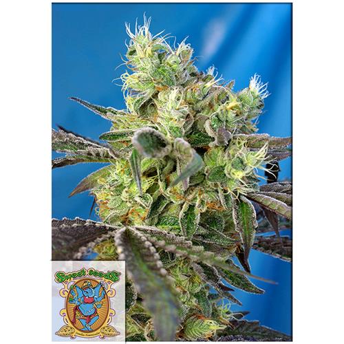 FINO A ESAURIMENTO SCORTE SWEET SEEDS - DO-SWEET-DOS FEM - 3+1 SEMI