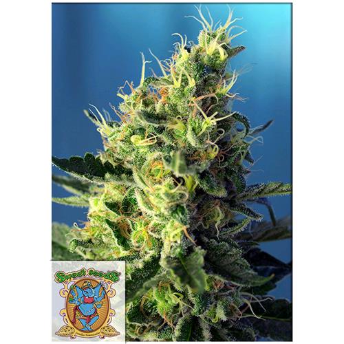 SWEET SEEDS - SWEET PURE AUTO CBD - BULK 25 SEMI