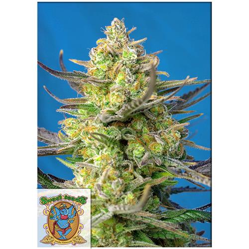 SWEET SEEDS - SWEET CHEESE XL AUTO - BULK 100 SEMI