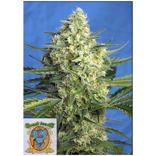 SWEET SEEDS - JACK 47 XL AUTO - 25 SEMI