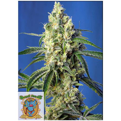 FINO A ESAURIMENTO SCORTE SWEET SEEDS - GREEN POISON CBD - 3+1 SEMI