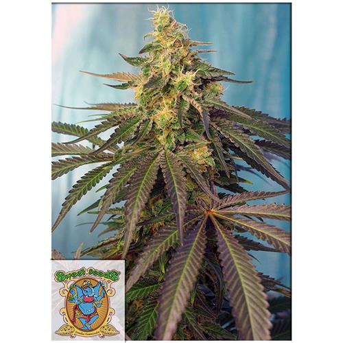 FINO A ESAURIMENTO SCORTE SWEET SEEDS - CREAM CARAMEL CBD - 3+1 SEMI