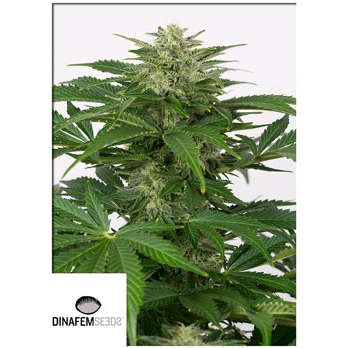 DINAFEM - HAZE AUTO CBD - 5 SEMI