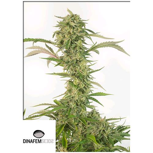 DINAFEM - OG KUSH AUTO CBD -  5 SEMI