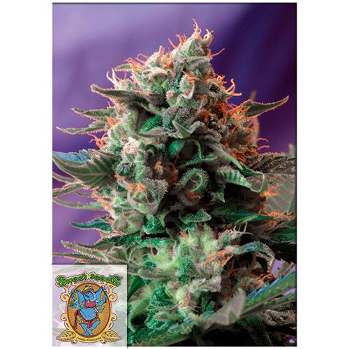 SWEET SEEDS - JACK 47 FEM - F1 FAST VERSION  - 5+2 SEMI