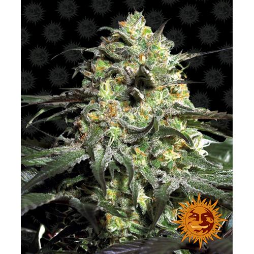 BARNEY'S FARM - PEYOTE COOKIES FEM - 3 SEMI