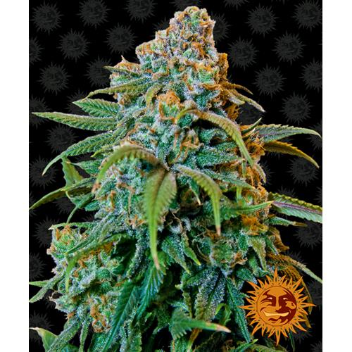 BARNEY'S FARM - LIBERTY HAZE FEM - 10 SEMI