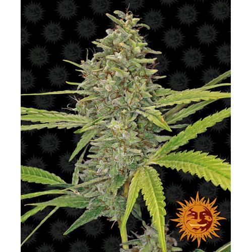 BARNEY'S FARM - G13 HAZE FEM - 5 SEMI