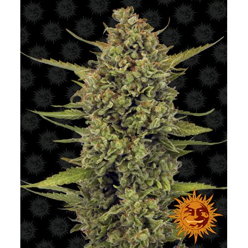 BARNEY'S FARM - MOBY DICK FEM - 5 SEMI