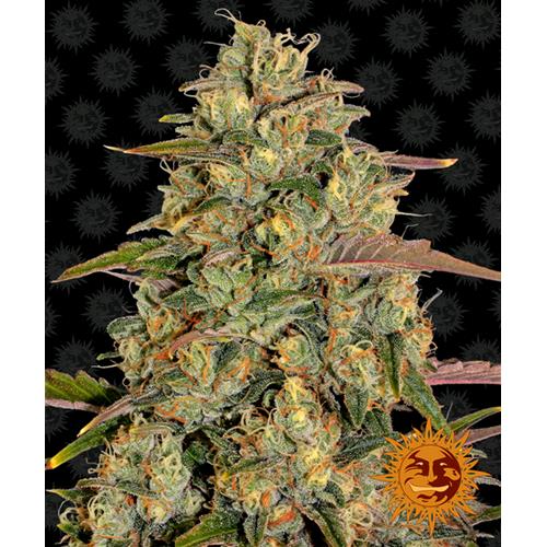 BARNEY'S FARM - AMNESIA LEMON FEM - 3 SEMI