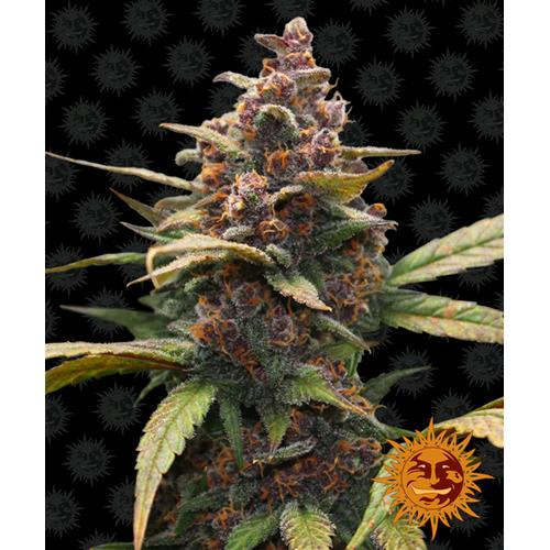 BARNEY'S FARM - AYAHUASCA PURPLE FEM - 10 SEMI