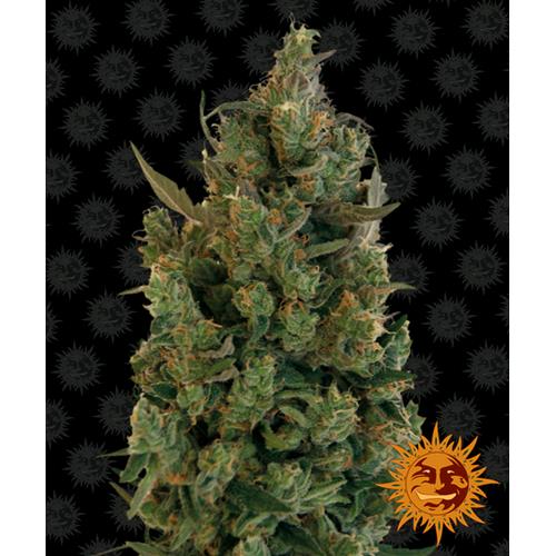 BARNEY'S FARM - BLUE CHEESE FEM - 3 SEMI