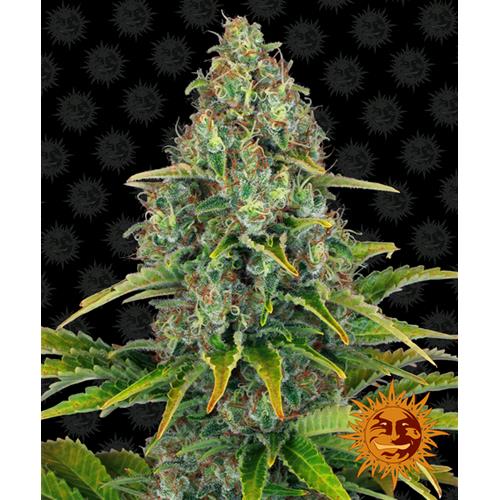 BARNEY'S FARM - BLUEBERRY CHEESE AUTO - 5 SEMI
