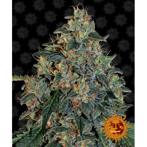 BARNEY'S FARM - BLUEBERRY OG FEM - 3 SEMI