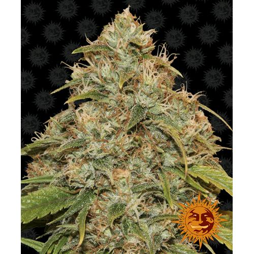 BARNEY'S FARM - CBD LEMON POTION AUTO - 3 SEMI