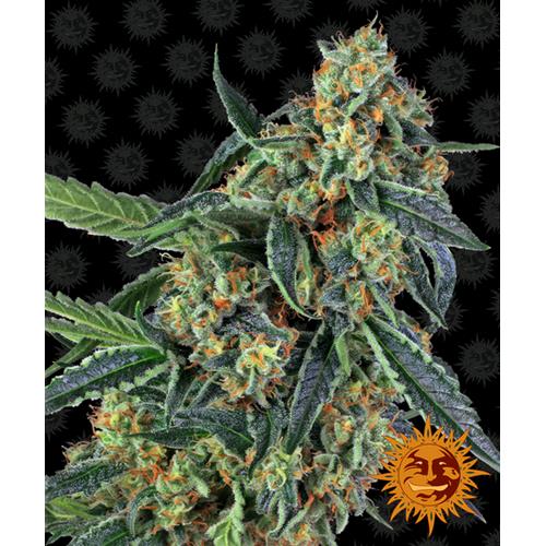 BARNEY'S FARM - COOKIES KUSH FEM - 5 SEMI