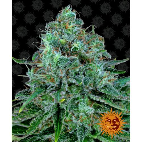 BARNEY'S FARM - CRITICAL KUSH FEM - 5 SEMI