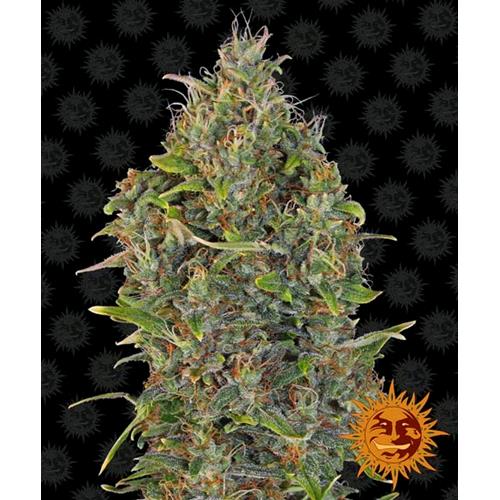BARNEY'S FARM - CRITICAL KUSH AUTO - 3 SEMI