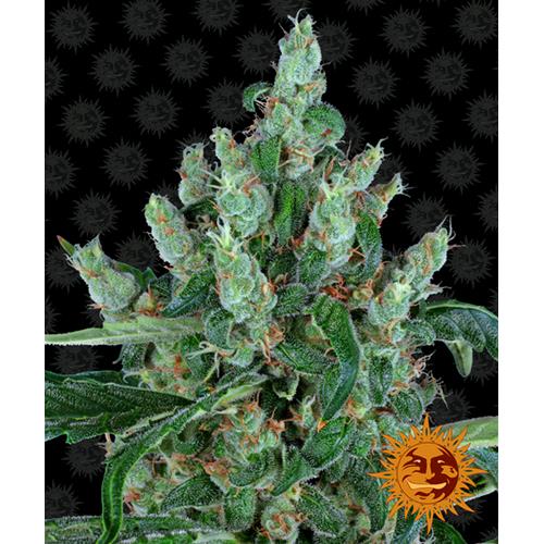 BARNEY'S FARM - LAUGHING BUDDHA FEM - 3 SEMI