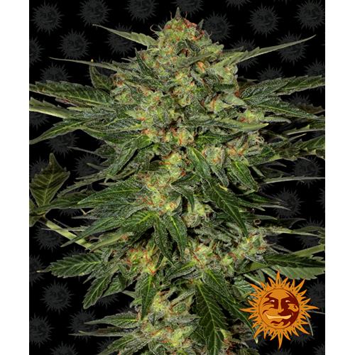BARNEY'S FARM - LSD FEM - 5 SEMI
