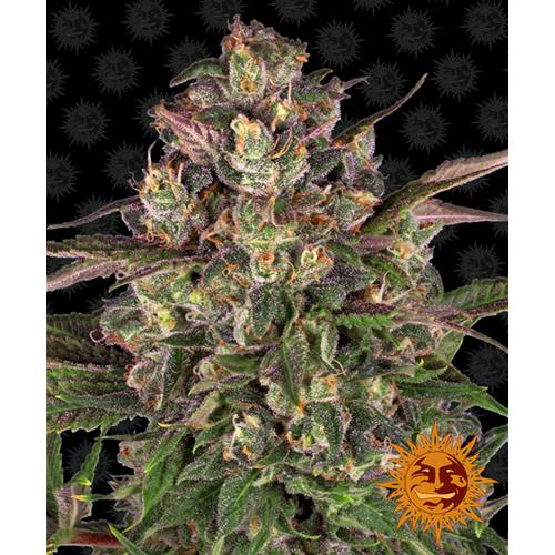 BARNEY'S FARM - PEYOTE CRITICAL FEM - 1 SEME