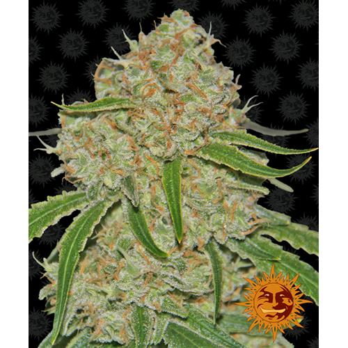 BARNEY'S FARM - PHANTOM OG FEM - 5 SEMI