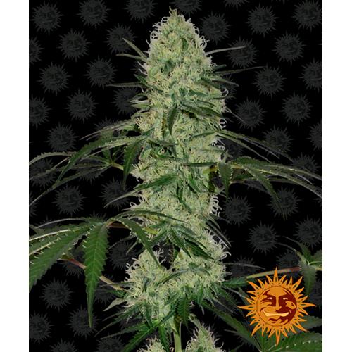 BARNEY'S FARM - TANGERINE DREAM AUTOFLOWERING - 5 SEMI