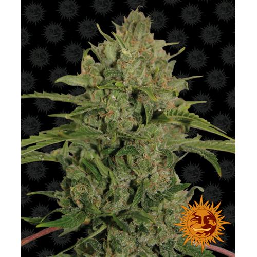 BARNEY'S FARM - TRIPLE CHEESE FEM - 10 SEMI