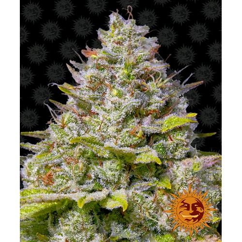 BARNEY'S FARM - BLUE GELATO 41 FEM - 10 SEMI