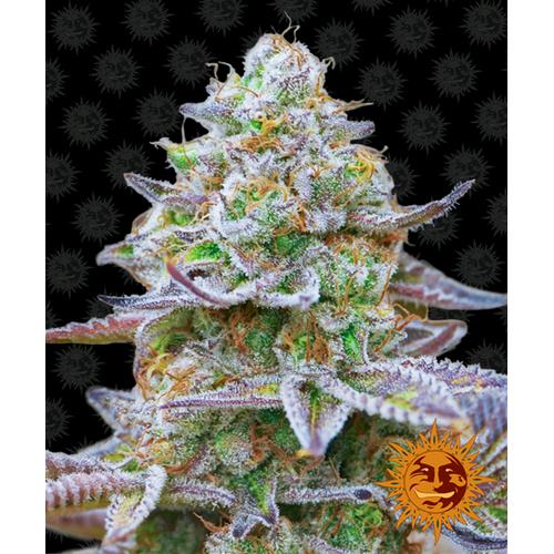BARNEY'S FARM - GORILLA ZKITTLEZ FEM - 3 SEMI
