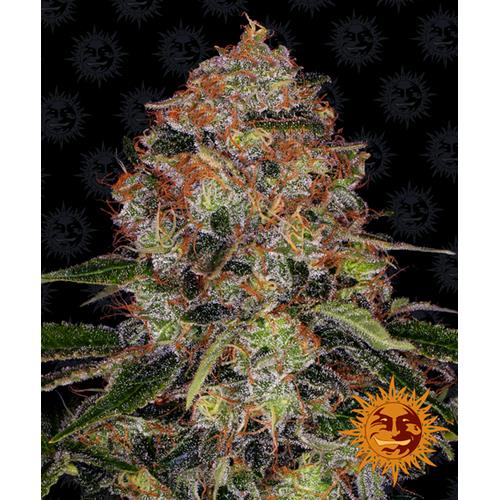 BARNEY'S FARM - SHISKABERRY FEM - 1 SEME